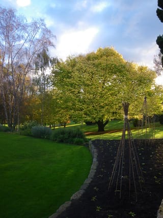 Ulmus 'Louis van Houtte' (Golden Elm), a broad tree with yellow-green foliage in a sunlit garden, beside lawn, a dark mulched bed and cane wigwams.