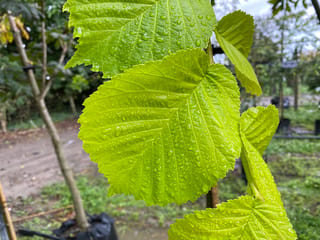 Close-up of Ulmus 'Louis van Houtte' (Golden Elm) leaves, bright yellow-green with serrated edges and raindrops, with a young nursery tree behind.