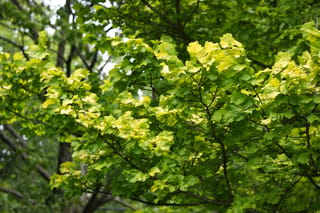 Ulmus 'Louis van Houtte' (Golden Elm) branches with serrated yellow-green leaves, the newest growth brightest, set against darker green foliage and tree trunks.