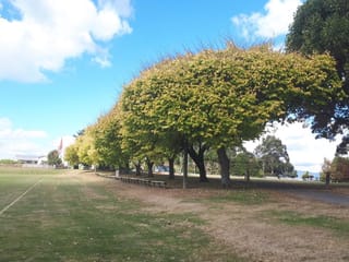 Row of mature Ulmus 'Louis van Houtte' (Golden Elm) trees with rounded yellow-green canopies beside a grassy park, benches and a path below.