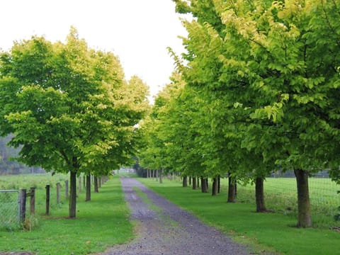 Ulmus 'Louis van Houtte'