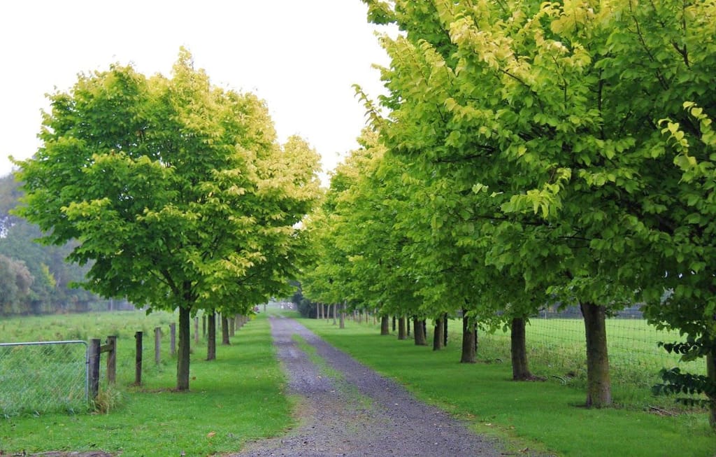 Ulmus 'Louis van Houtte' (Golden Elm) trees with yellow-green foliage lining both sides of a gravel driveway beside paddock fences.