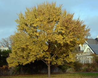 Ulmus parvifolia (Chinese Elm) in autumn, a rounded deciduous tree with golden-yellow foliage and a single trunk, standing on a lawn beside a house.