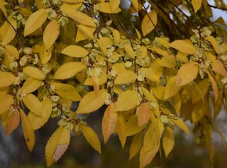 Ulmus parvifolia (Chinese Elm) branches with golden-yellow autumn leaves and clusters of small green winged seeds along thin dark twigs.