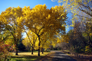 Ulmus parvifolia (Chinese Elm) in autumn, with dense golden-yellow foliage over a park path, grass and fallen leaves under blue sky.