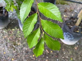 Ulmus parvifolia (Chinese Elm) leafy twig with alternate, serrated green leaves, held over planter bags of potting mix at a nursery.
