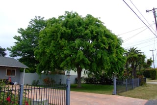 Mature Ulmus parvifolia (Chinese Elm) with a broad, rounded green canopy and single trunk, growing on a suburban lawn beside a paved driveway.
