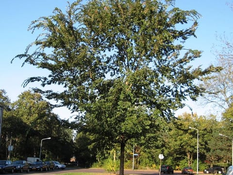 Ulmus parvifolia