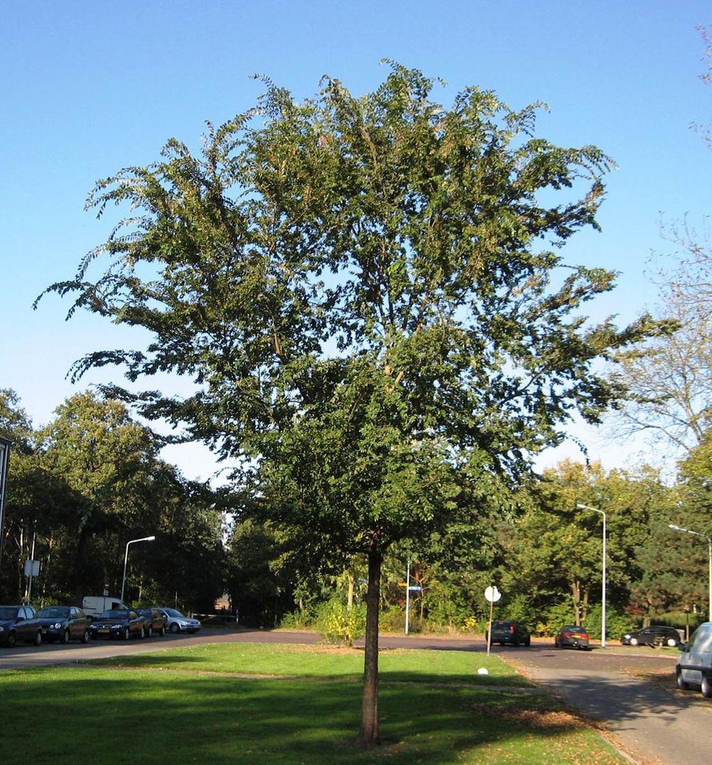 Ulmus parvifolia (Chinese Elm), a single-trunked deciduous tree with a broad, dense green canopy, growing on a grass verge beside a suburban street.