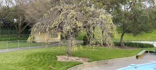 Ulmus glabra 'Pendula' (Wych Elm), a weeping tree with cascading bare branches dotted with fresh yellow-green spring growth, on a lawn beside a pool.