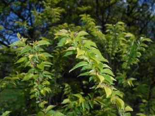 Ulmus x hollandica 'Jacqueline Hillier' (Dutch Elm) shoots with fresh, serrated, lime-green spring leaves, set against dark foliage and blue sky.