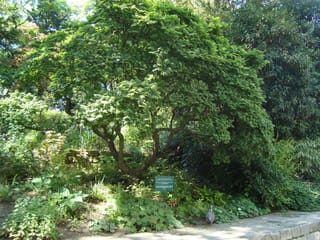 Ulmus x hollandica 'Jacqueline Hillier' (Dutch Elm), a small multi-stemmed tree with a dense green canopy, growing in a garden bed beside a stone path.