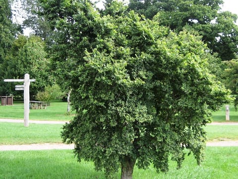Ulmus x hollandica 'Jacqueline Hillier'