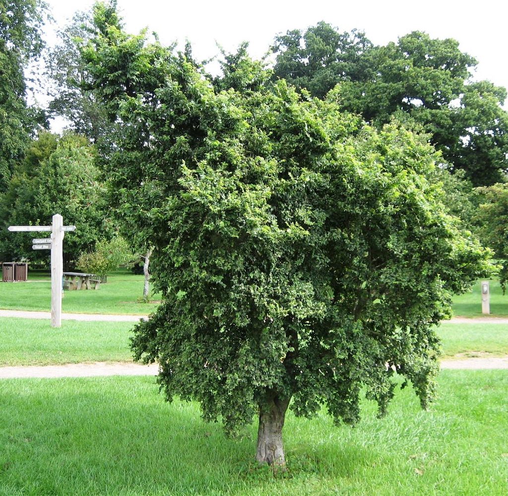 Ulmus x hollandica 'Jacqueline Hillier' (Dutch Elm), a compact, dense deciduous tree with small dark green leaves, standing on a lawn in a park.