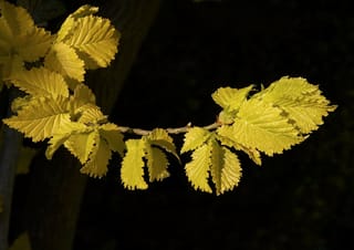 Ulmus x hollandica 'Wredei' (Dutch Elm) branch with bright yellow-green, serrated, prominently veined young leaves against a dark background.