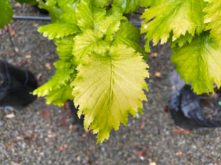 Ulmus x hollandica 'Wredei' (Dutch Elm) foliage, showing bright yellow-green, toothed leaves with prominent veins, above gravel and black nursery planter bags.