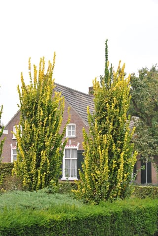 Two narrow, upright Ulmus x hollandica 'Wredei' (Dutch Elm) with yellow-green foliage stand in front of a brick house, behind clipped hedges.