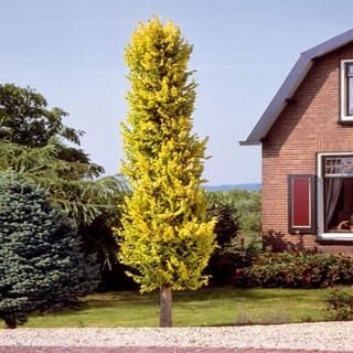 Ulmus x hollandica 'Wredei' (Dutch Elm), a narrow columnar tree with bright yellow-green foliage, growing on a lawn beside a brick house.