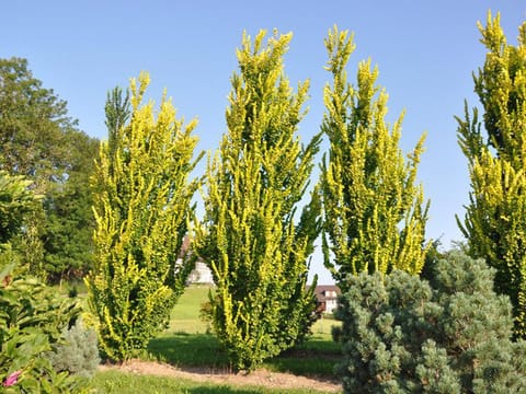 Ulmus x hollandica 'Wredei'