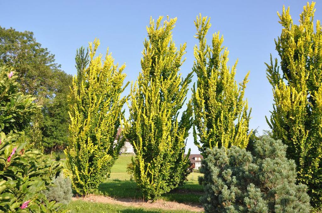 Ulmus x hollandica 'Wredei' (Dutch Elm), several narrow columnar trees with bright yellow-green foliage, growing in a garden lawn under a clear blue sky.