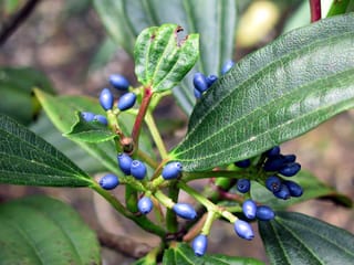 Viburnum davidii (David's Viburnum) with clusters of oval blue berries on green stalks, among dark green, deeply veined leaves.
