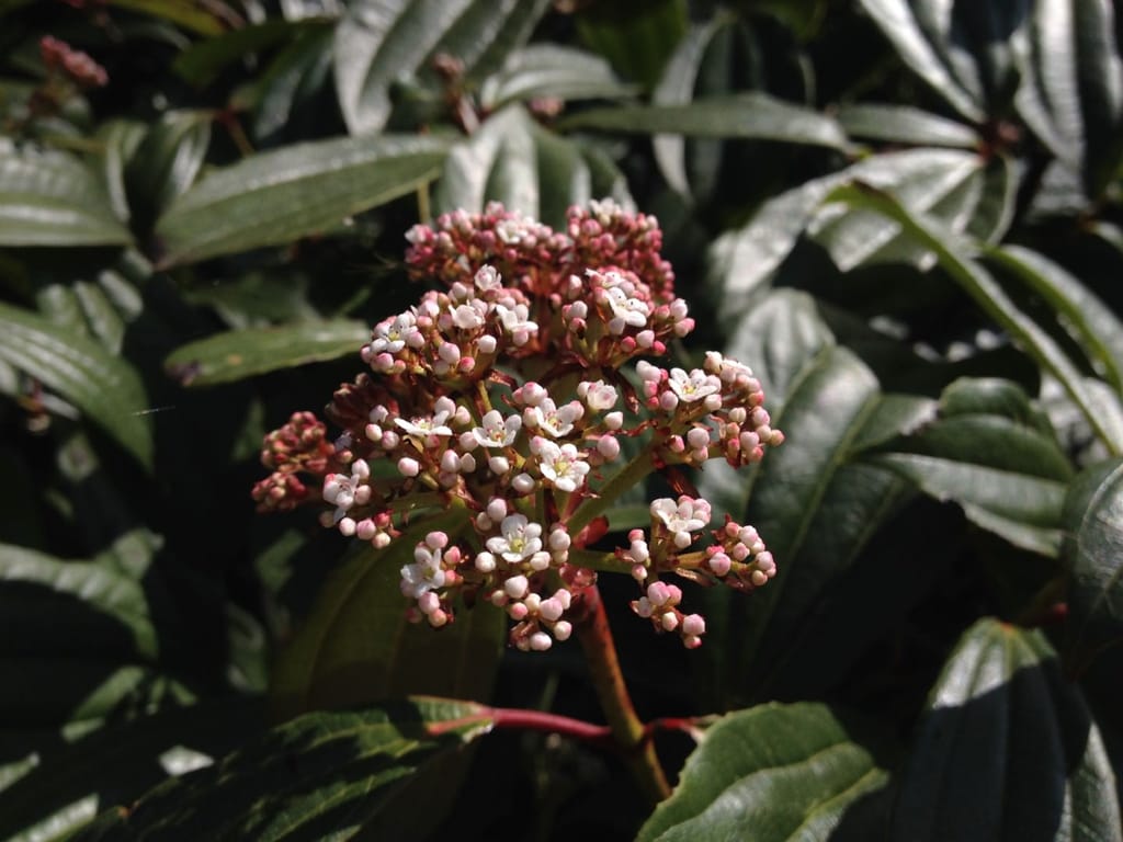 Viburnum davidii (David's Viburnum) flower cluster with pink buds and small white open flowers, surrounded by glossy, deeply veined dark green leaves.