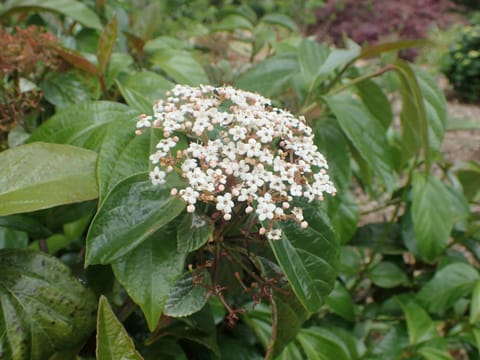 Viburnum japonicum
