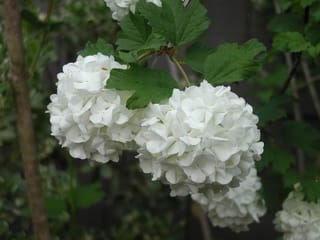 Viburnum opulus 'Sterile' (Snowball Tree) with round clusters of white flowers hanging beneath lobed green leaves in a garden setting.
