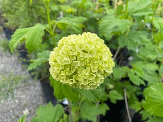 Viburnum opulus 'Sterile' (Snowball Tree) with a rounded lime-green flower cluster surrounded by lobed green leaves, with potted plants behind.