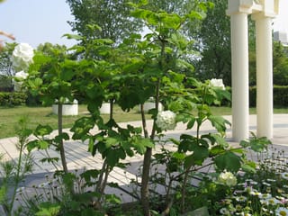 Viburnum opulus 'Sterile' (Snowball Tree) with slender stems, lobed green leaves and round white flower clusters, growing beside a paved patio with daisies and white pillars.