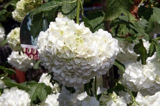 Viburnum opulus 'Sterile' (Snowball Tree) with a large rounded cluster of white flowers among lobed green leaves, with more blooms and plant tags behind.