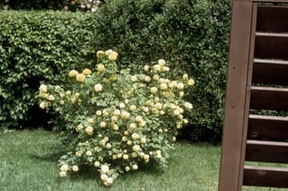 Viburnum opulus 'Sterile' (Snowball Tree), a small shrub covered in creamy lime-white globe flower clusters, growing on a lawn beside a hedge.