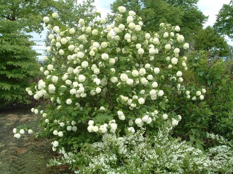 Viburnum opulus 'Sterile'