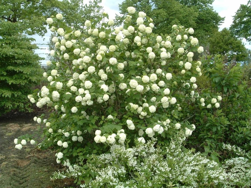 Viburnum opulus 'Sterile' (Snowball Tree), a deciduous shrub covered in round white flower clusters, growing in a garden bed beside a path.