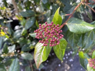 Viburnum tinus 'Eve Price' (Laurustinus) with a cluster of deep pink flower buds surrounded by glossy green leaves and reddish stems.