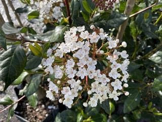 Viburnum tinus 'Eve Price' (Laurustinus) with a rounded cluster of small white flowers and pinkish buds against glossy dark green leaves.