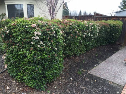 Viburnum tinus 'Eve Price'