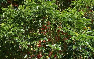 Vitex lucens (pūriri) canopy with glossy, deep green leaves and many bright red berries clustered along slender branches in sunlight.