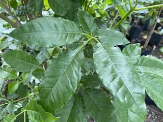 Vitex lucens (pūriri) foliage showing glossy dark green leaflets with prominent veins, growing among potted nursery plants in black planter bags.