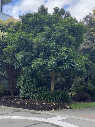 Vitex lucens (pūriri) tree with a single pale trunk and dense, glossy dark green canopy, growing in a mulched garden bed beside a footpath.