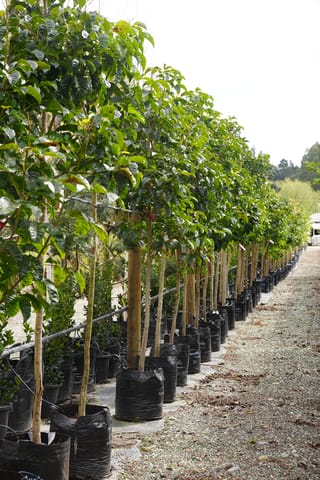 Vitex lucens (pūriri) standard trees with glossy green leaves in a long row of black planter bags along a gravel nursery path.