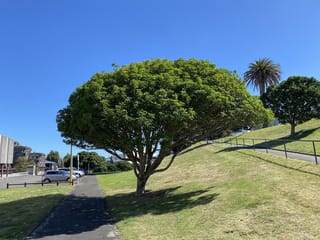 Vitex lucens (pūriri) with a broad, rounded canopy of glossy green leaves on a short multi-stemmed trunk, growing on a grassy slope beside a footpath.