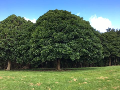 Vitex lucens