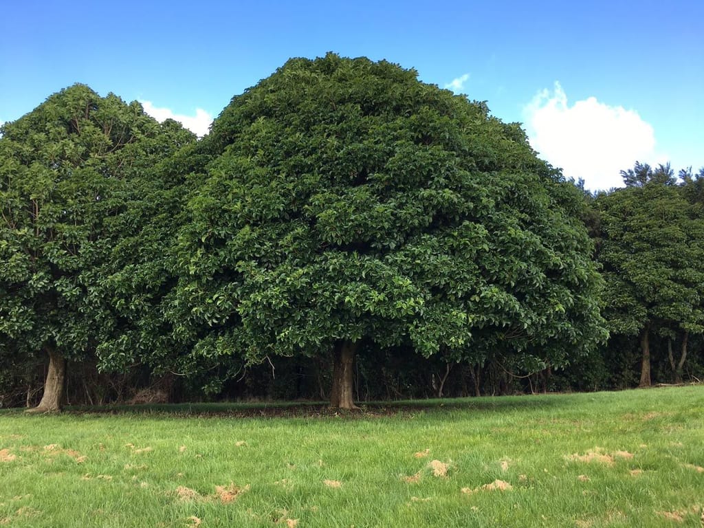 Mature Vitex lucens (pūriri) trees with dense, rounded dark green canopies and short thick trunks, standing on a grassy paddock under a blue sky.
