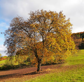 Walnut 'Shannon' (English Walnut), a spreading deciduous tree with golden-yellow autumn foliage, standing on grassy farmland beneath a cloudy blue sky.