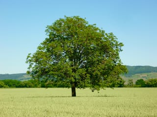Walnut 'Shannon' (English Walnut), a mature tree with a broad rounded green canopy and short trunk, standing alone in a grain field under clear blue sky.