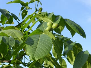 Walnut 'Shannon' (English Walnut) branch with large green compound leaves and a cluster of unripe green nuts against a blue sky.