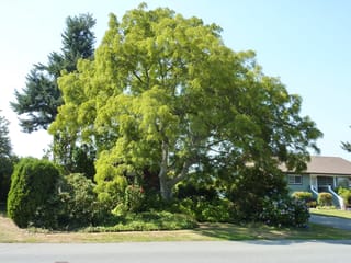 Walnut