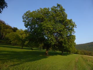 Walnut 'Shannon' (English Walnut), a mature tree with a broad, rounded green canopy standing in a grassy paddock under a clear blue sky.