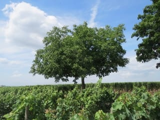 Walnut 'Wilson's Wonder' (English Walnut) tree with a broad, rounded green canopy standing above rows of grapevines under a blue sky.